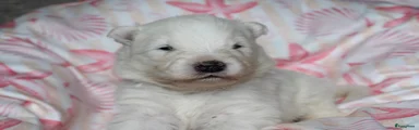 Teefje roze 