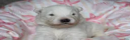 Samojeed honden te koop: Samojeden pups met stamboom - Advertentie 22