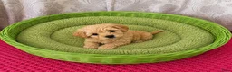 Poedel Toy honden te koop: 3 Toy poedel teefjes  - Advertentie 4
