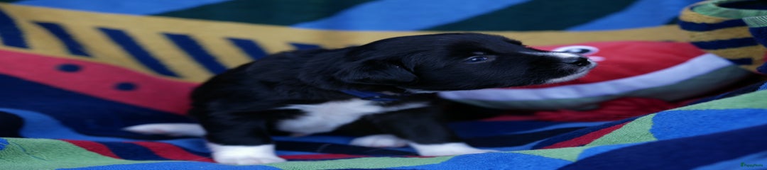 Border Collie Puppy 4