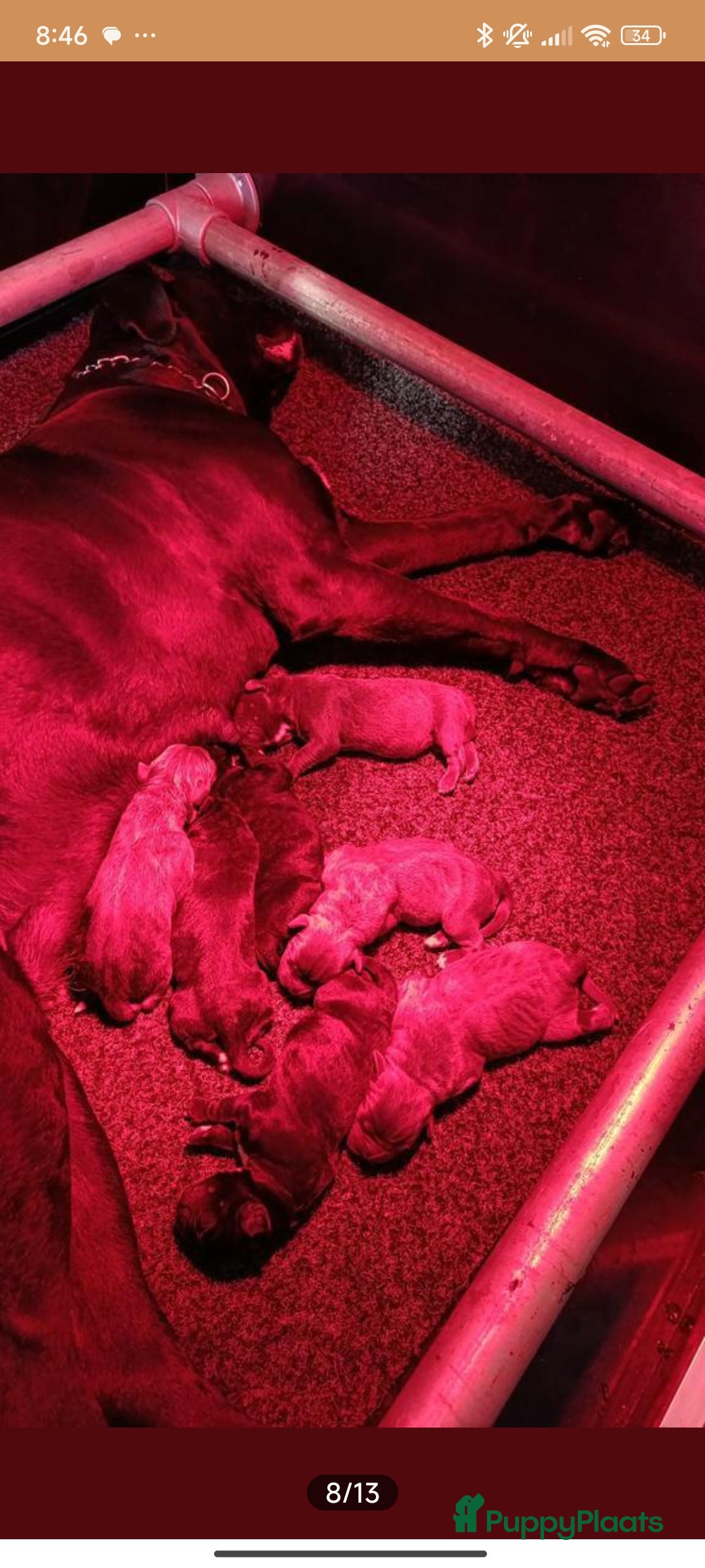 Cane Corso honden te koop: Cane corso pups in Welsum - Afbeelding 9