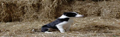 Border Collie Puppy 2