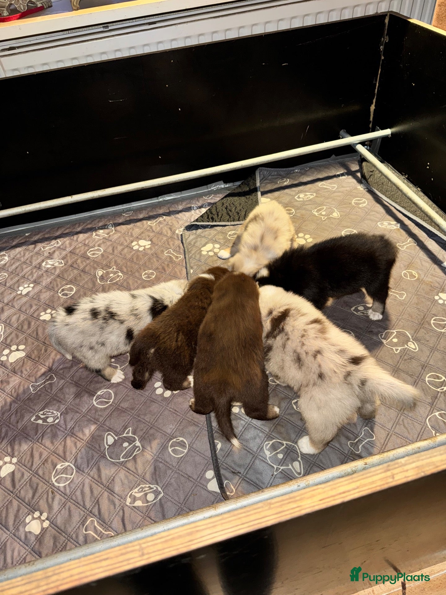 Australian Shepherd honden Australian Shepherd puppy's, 3x reu - Advertentie 1