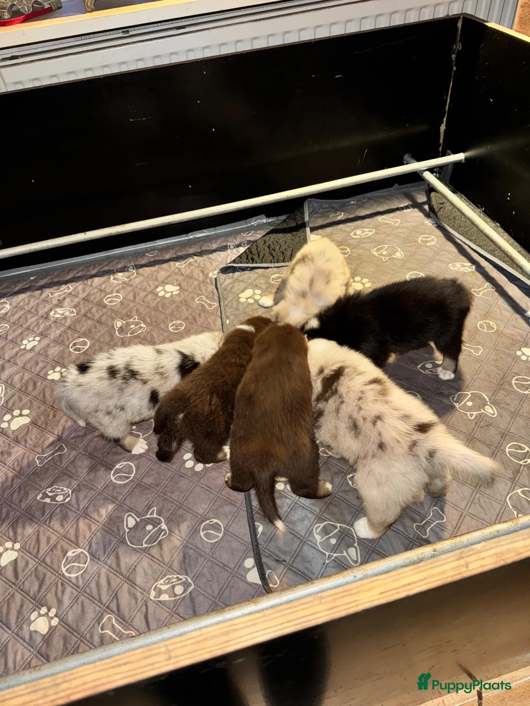 Australian Shepherd honden te koop: Australian Shepherd puppy's, 3x reu - Advertentie 1