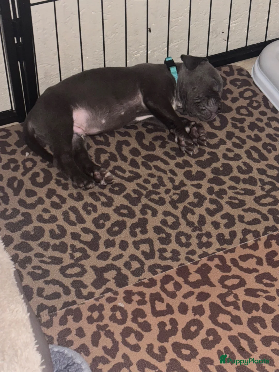 Kruising honden te koop: Puppies moeder XL Bully vader Mastino/Pitbull - Advertentie 2