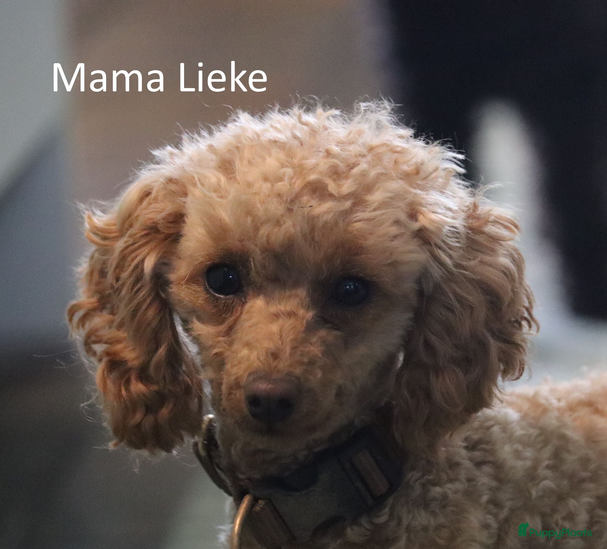 Poedel Toy honden Toy poedel puppies! - Advertentie 1