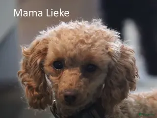 Poedel Toy honden te koop: Toy poedel puppies! - Advertentie 1