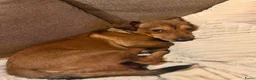 Kruising honden te koop: Cattle-Jack pups te koop - Advertentie 18