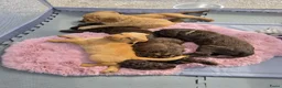 Labradoodle honden te koop: Super fijne multigen half Australian doodles🥰 - Advertentie 16