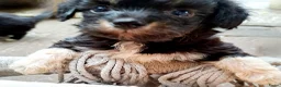 Kruising honden te koop: Nog 2 teefjes Toy poedel & Multipoo - Advertentie 17
