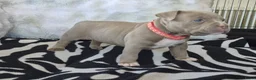 Amerikaanse Bully honden te koop: amerikaanse pocket bully's - Advertentie 15