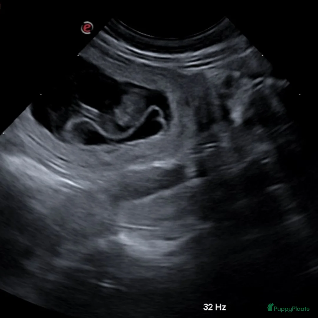 Tibetaanse Terriër honden te koop: Tibetaanse Terriër pups verwacht  - Advertentie 3