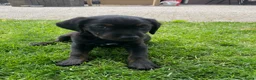 Goldador honden te koop: Kruising Labrador X Golden retriever - Advertentie 4