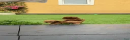 Poedel Toy honden te koop: 5 prachtige toy poedel reutjes  - Advertentie 17