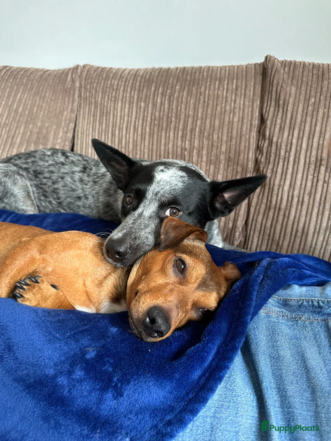 Kruising honden te koop: Cattle-Jack pups te koop - Advertentie 20