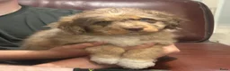 Kruising honden te koop: Aussiedoodle pupjes - Advertentie 5
