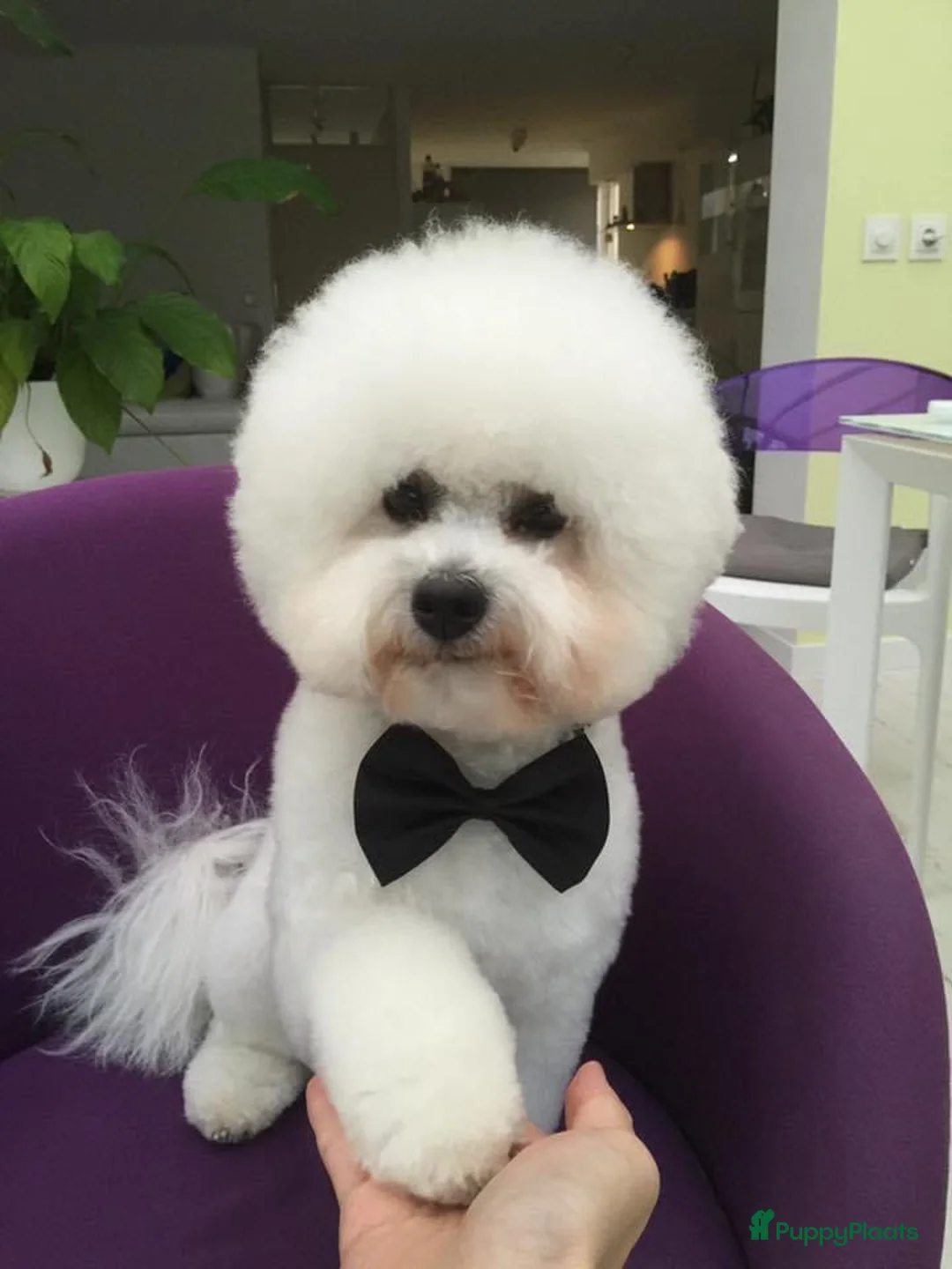 Galerij afbeelding {{count}}