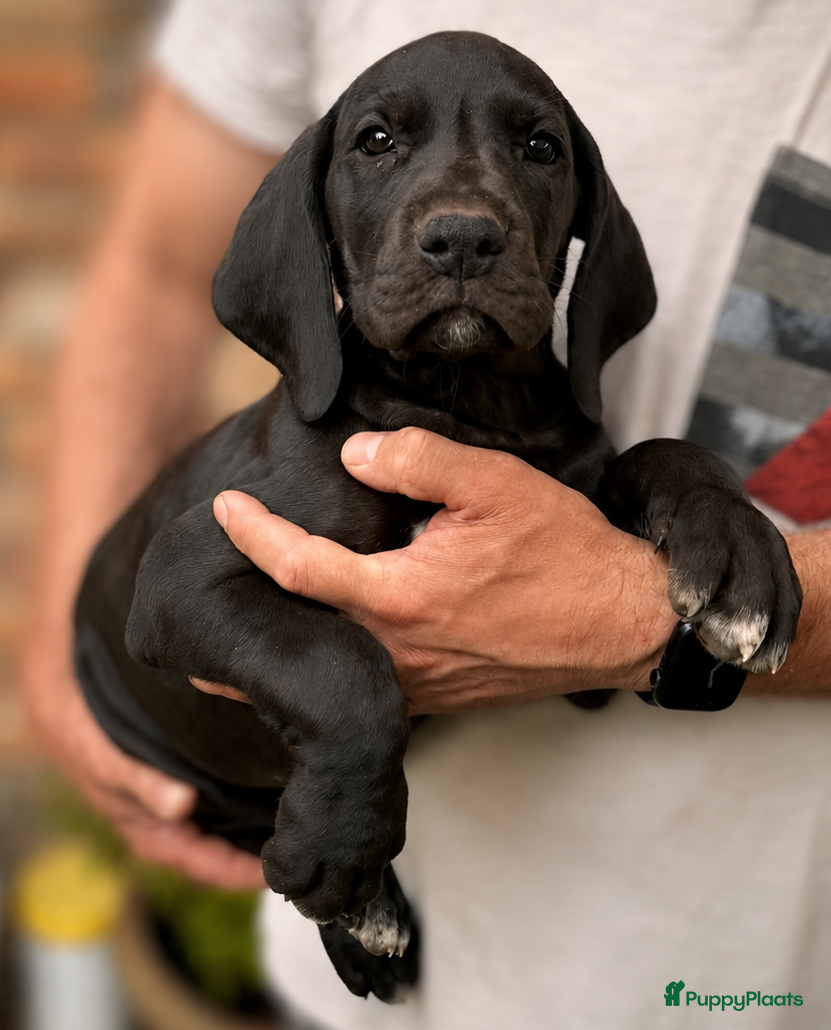 Duitse Dog honden Duitse Dog pups geboren - Advertentie 1