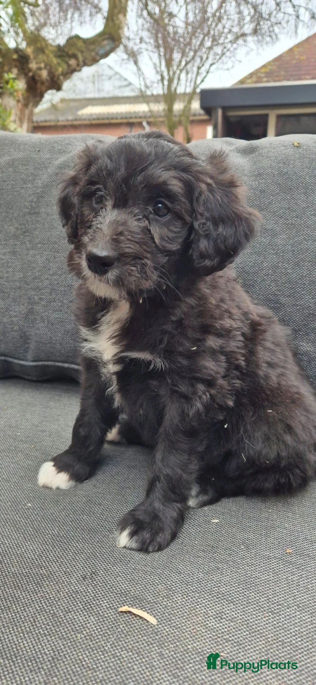 Kruising honden te koop: Bordoodle pups (F1) - nog 5 beschikbaar - Advertentie 7