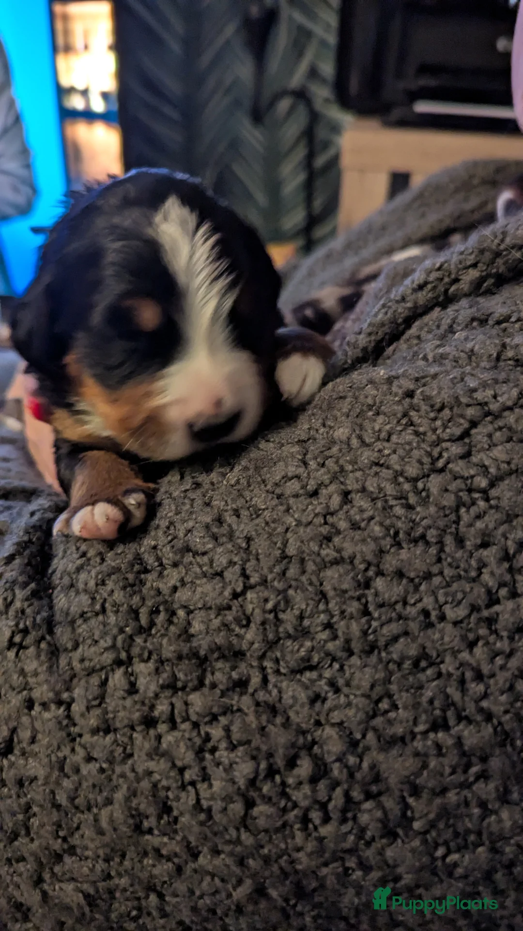 Berner Sennenhond honden te koop: Mooie Bernerpups - Advertentie 2