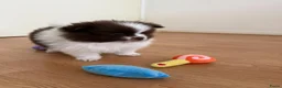 Pomeriaan honden te koop: Prachtige pomeranian pups met een mega vacht - Advertentie 2