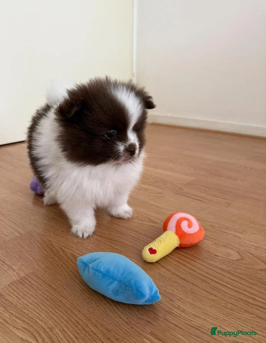 Pomeriaan honden te koop: Prachtige pomeranian pups met een mega vacht - Advertentie 2
