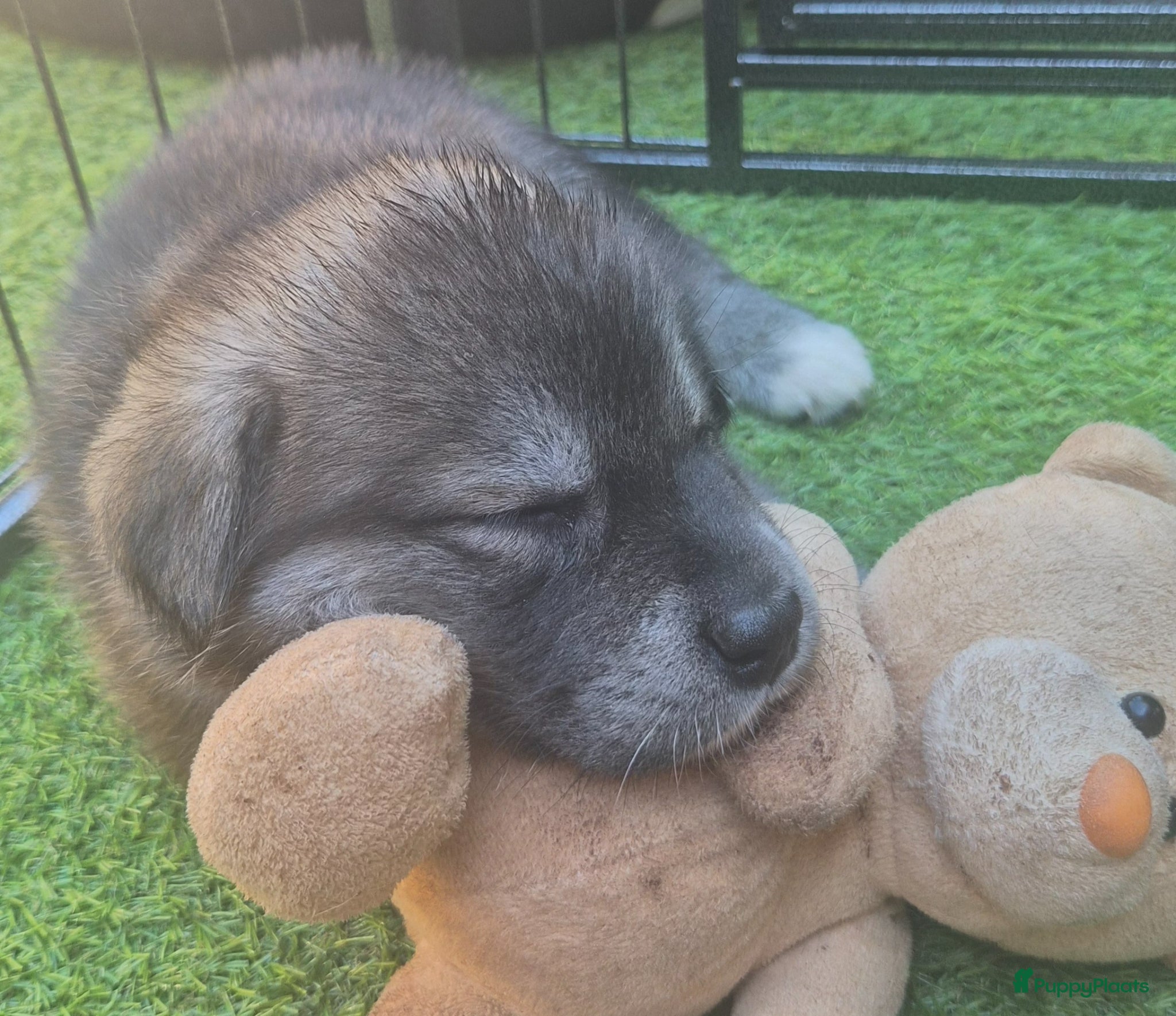 Kruising honden te koop: Labrakita pups (Labrador x Akita) Loyaal & speels - Advertentie 5