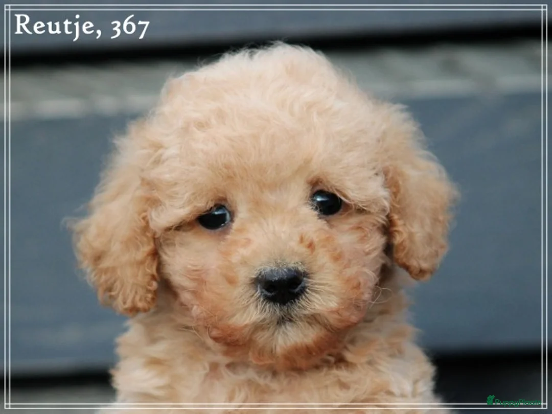 Maltipoo honden te koop: Maltipoo pups - Advertentie 15