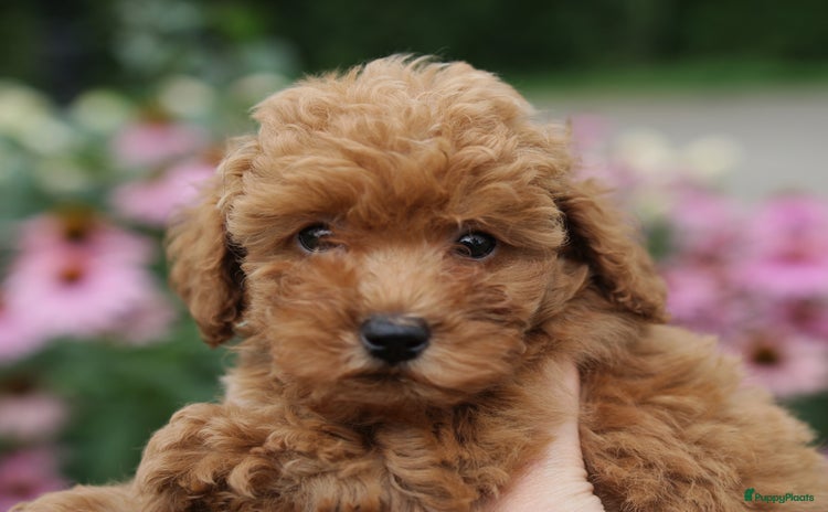Poedel Toy honden - Advertentie 4