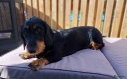 Ruwhaar Teckel honden te koop: Standaard ruwhaar teckel  - Afbeelding 10