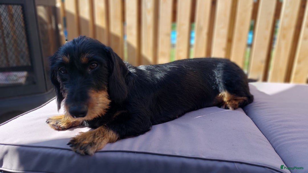 Ruwhaar Teckel honden te koop: Standaard ruwhaar teckel  - Afbeelding 10