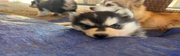 Pomsky honden te koop: Prachtige Pomsky pups - Advertentie 3