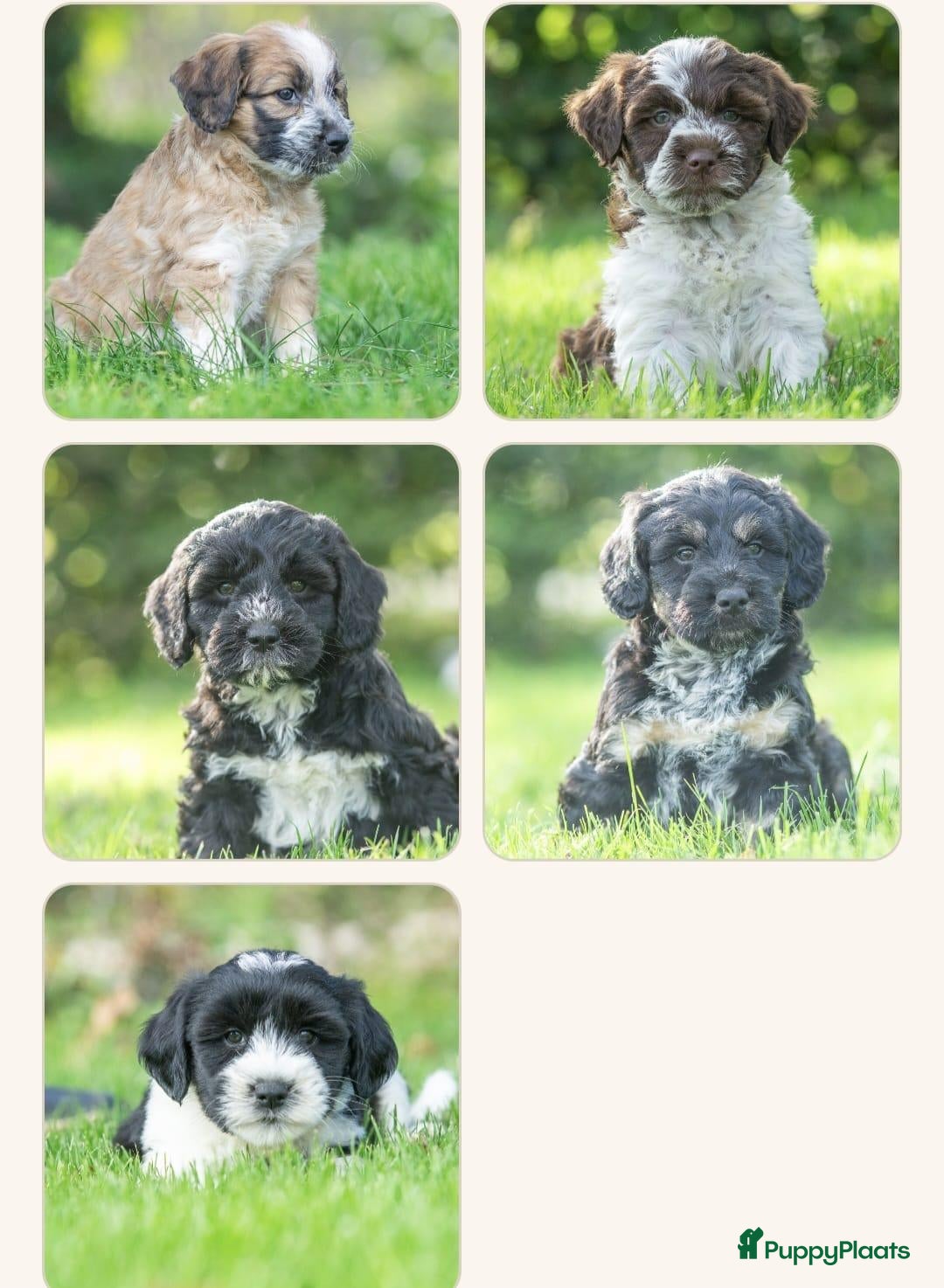 Kruising honden te koop: PRACHTIGE PUPS X boomer x tibetaanse - Advertentie 2