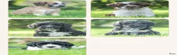 Kruising honden te koop: PRACHTIGE PUPS X boomer x tibetaanse - Advertentie 2
