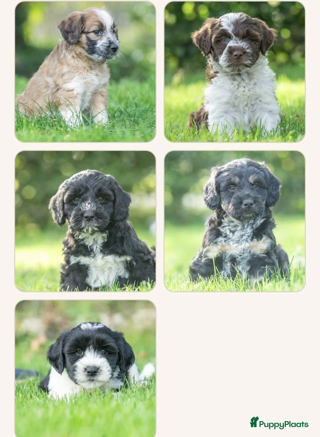 Kruising honden te koop: PRACHTIGE PUPS X boomer x tibetaanse - Advertentie 2