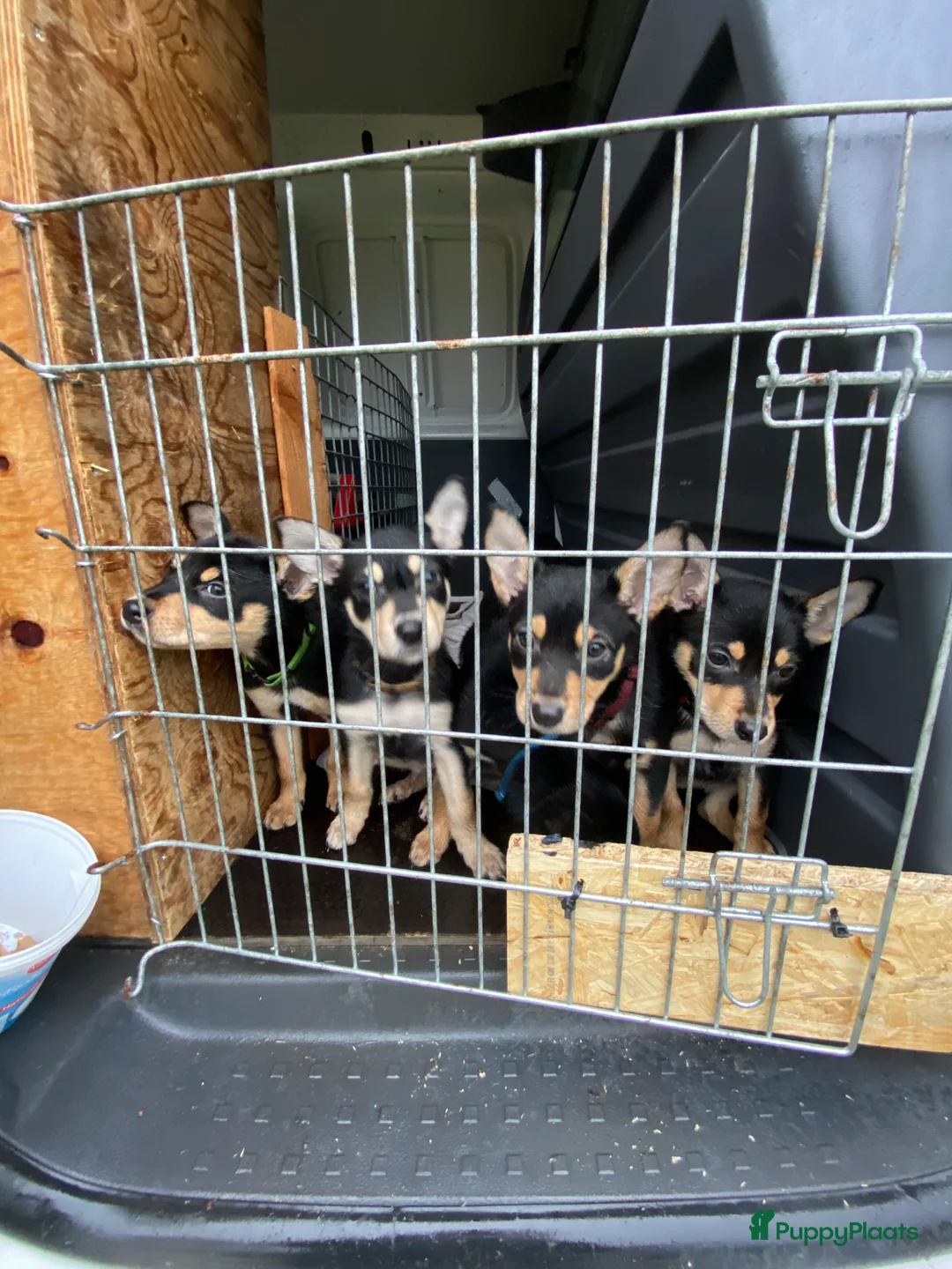 Australian Kelpie honden te koop: Working kelpie nog 1 reutje beschikbaar - Advertentie 5