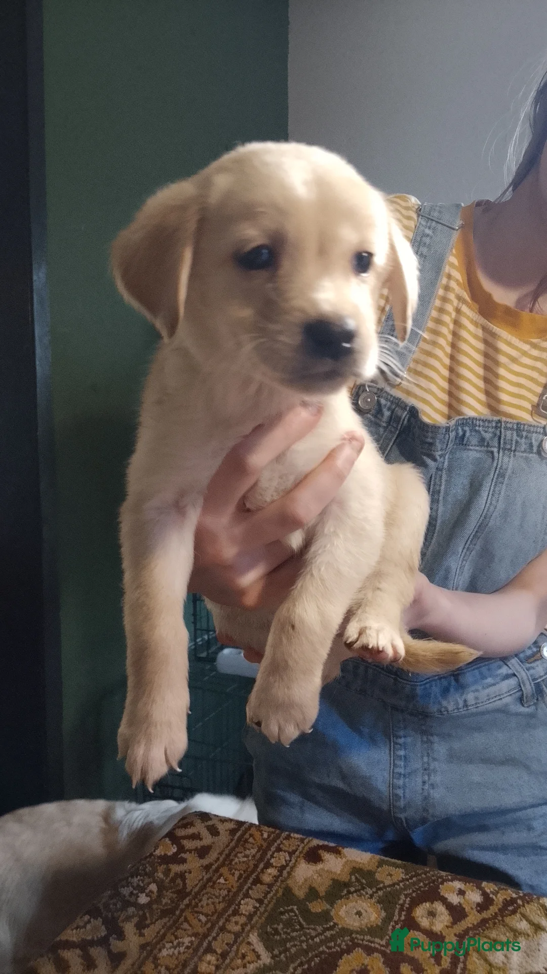 Goldador honden te koop: Hele lieve gezonde goldador pups tka  - Advertentie 4