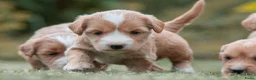Kruising honden te koop:  Prachtige rood/apricot Medium Doodle pups  - Advertentie 3