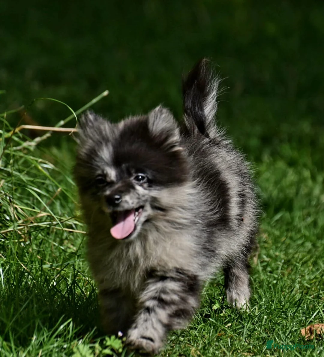 Kruising honden te koop: 6 Prachtige BooPom’s, 4 meiden🎀 2 jongens🧢 - Advertentie 26