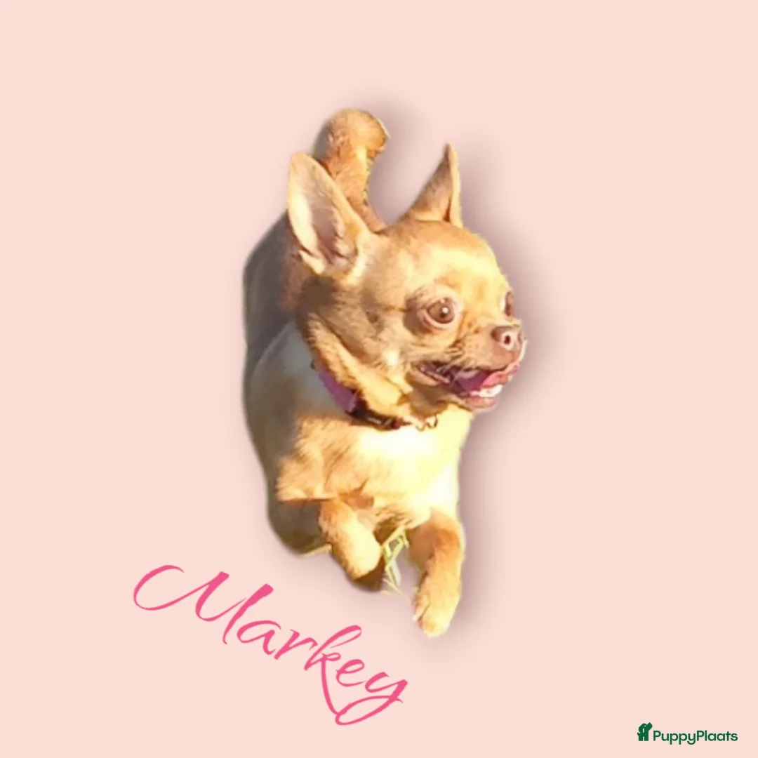 Chihuahua honden te koop: 3de generatie Chihuahuatjes van Di Petit Bello!  - Advertentie 38