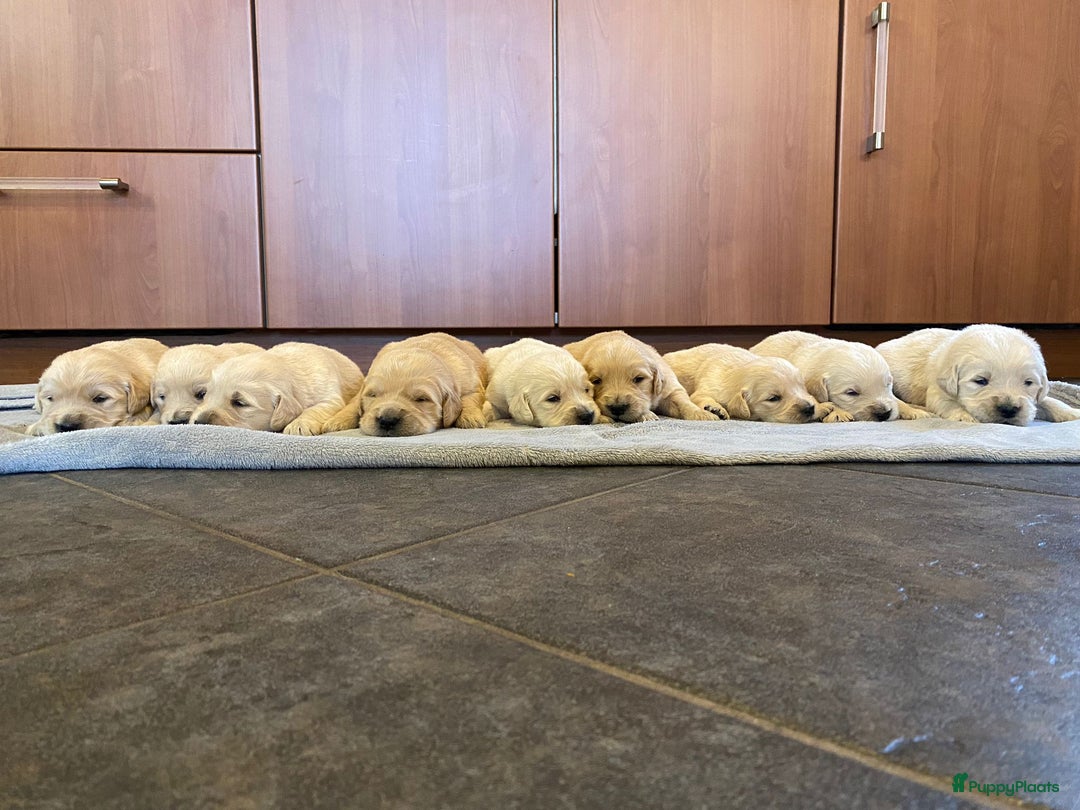 Golden Retriever honden te koop: Golden Retriever pups - Advertentie 7