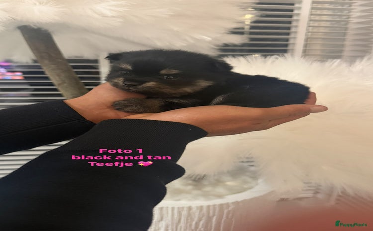 Pomeriaan honden Zeldzame pomeriaantjes - Advertentie 2