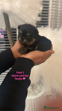 Pomeriaan honden Zeldzame pomeriaantjes - Advertentie 2