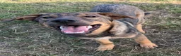 Kruising honden te koop: Fayaa - Advertentie 4