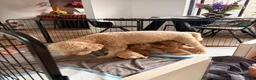 Goldendoodle honden te koop: Knappe Goldendoodles Pups  - Advertentie 11