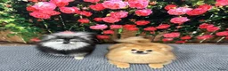 Pomeriaan honden te koop: Lief aanhankelijk meisje  - Advertentie 3