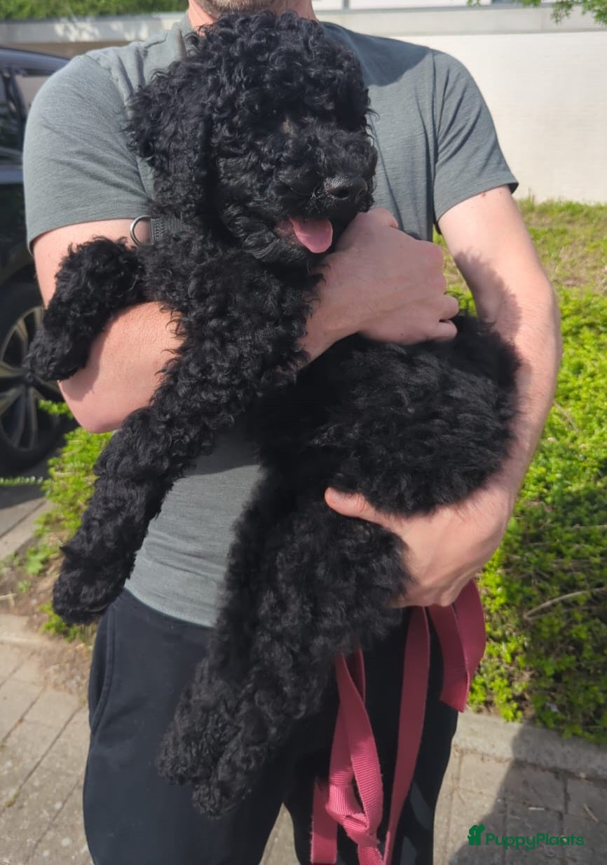 Australian Labradoodle honden Australian Labradoodle-teefje uit geteste ouders  - Advertentie 1