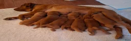 Labrador Retriever honden te koop: Red fox labrador pups - Advertentie 11