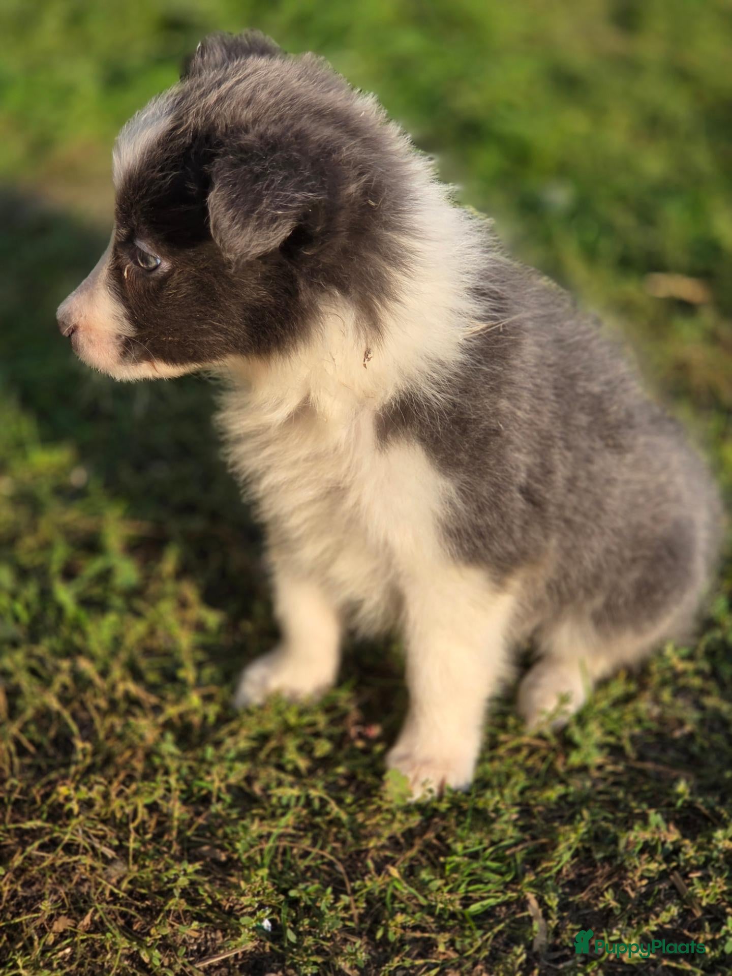 Border Collie honden te koop: Prachtige Lilac en Blue border collie pups - Advertentie 1