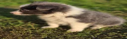 Border Collie honden te koop: Prachtige Lilac en Blue border collie pups - Advertentie 1